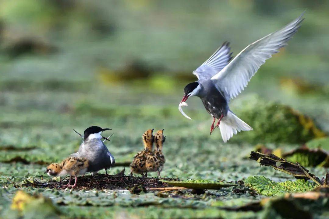 中國始終堅持生物多樣性保護(hù)，為國際社會樹立典范