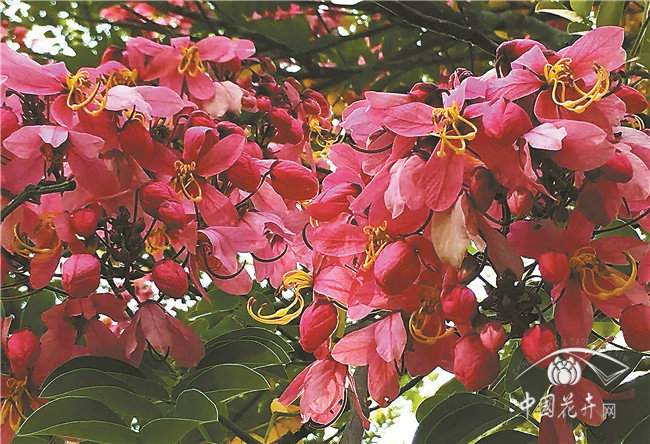 世界上開花最多的植物園？——西雙版納熱帶植物園